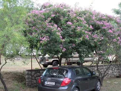 camping-zlokovic-bijela-u08ec