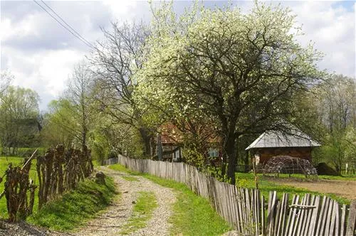 babou-maramures-breb-buawi