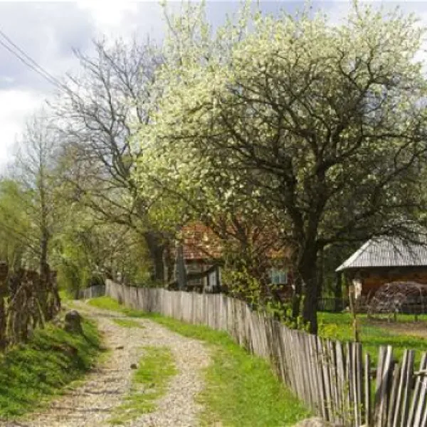 babou-maramures-breb-buawi