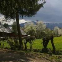 babou-maramures-breb-qqksw