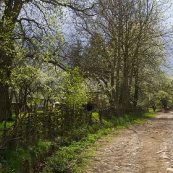 babou-maramures-breb-yu4ji