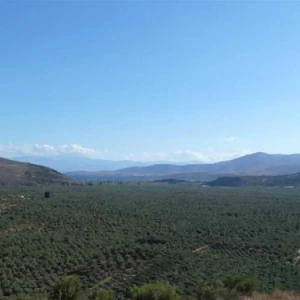 campsite-chrissa-delphi-fokis-6bspb