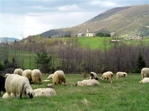 kamp-zelenkovac-podranica-meolh