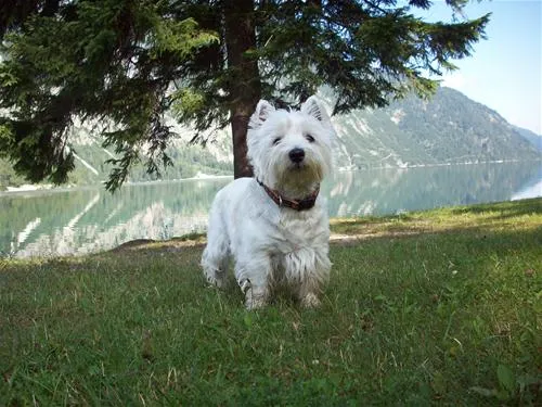 achensee-camping-schwarzenau-achenkirch-bh9rl