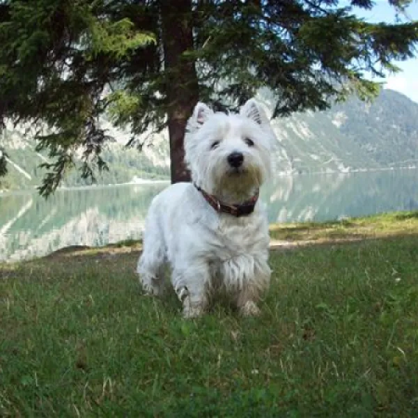 achensee-camping-schwarzenau-achenkirch-bh9rl