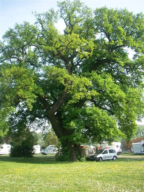 rheingau-campingplatz-eltville-hattenheim-drgw8