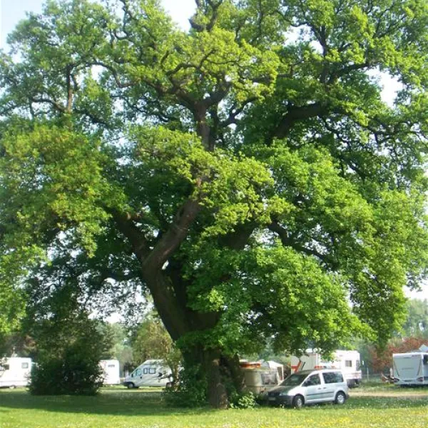 rheingau-campingplatz-eltville-hattenheim-drgw8