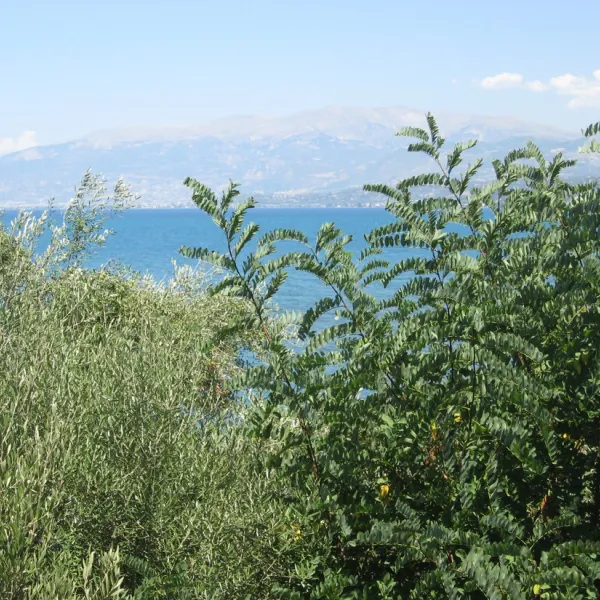 campsite-kato-alissos-kato-alissos-zjwvi