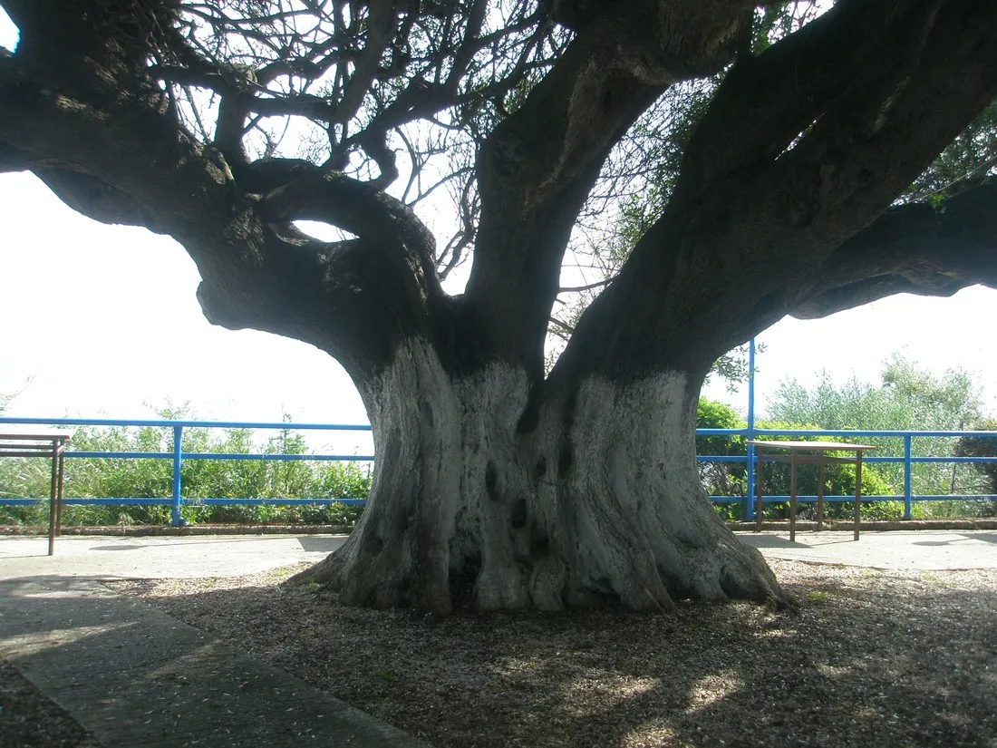 campsite-kato-alissos-kato-alissos-zp5ox