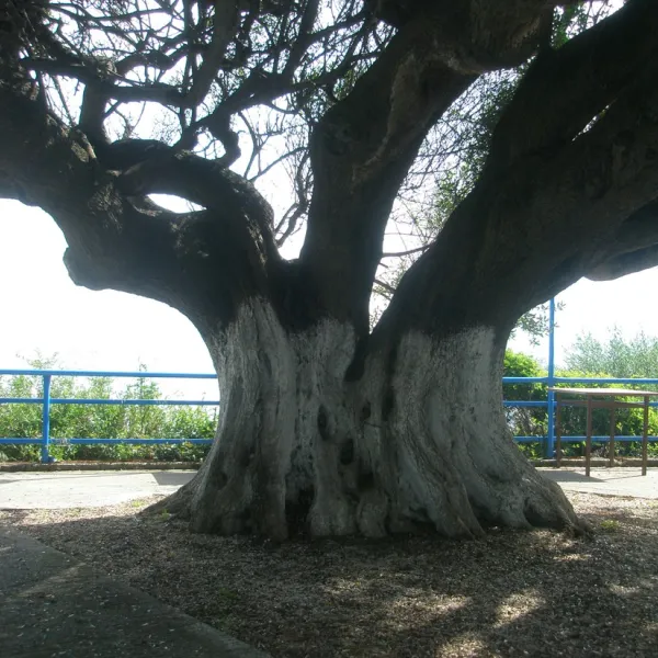 campsite-kato-alissos-kato-alissos-zp5ox