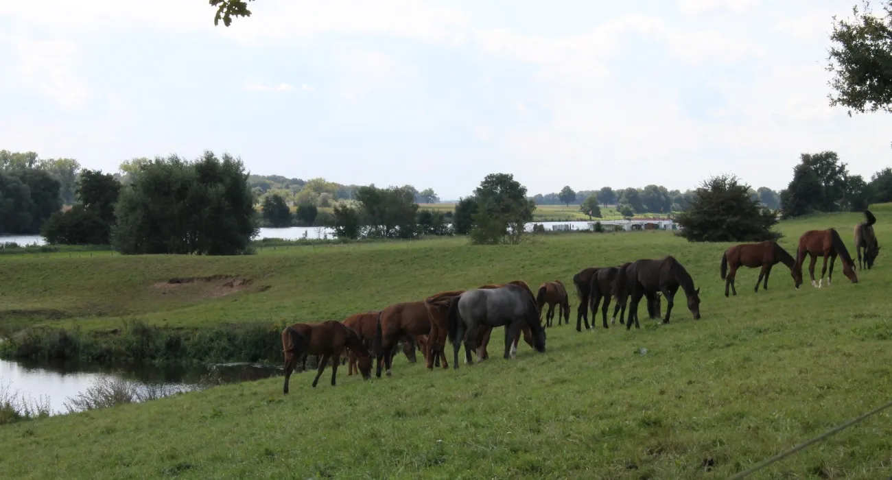 camping-oda-hoeve-kessel-mfnnq