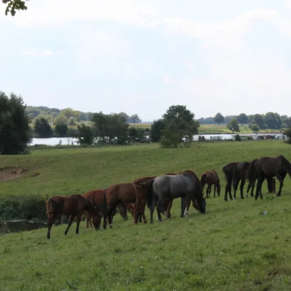 camping-oda-hoeve-kessel-mfnnq