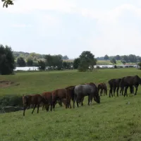 camping-oda-hoeve-kessel-mfnnq