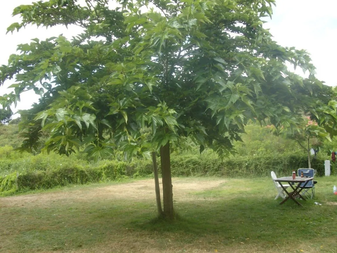 camping-les-amis-de-la-nature-piriac-sur-mer-wbtyy