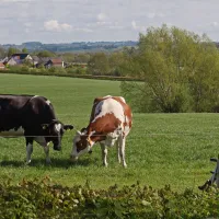 camping-hoeve-helberg-epen-hii81