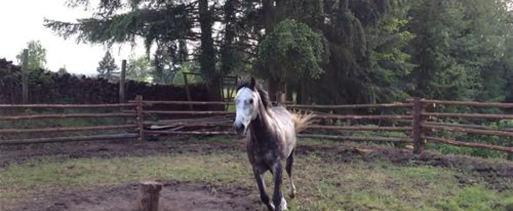 Hirschstein-Ranch