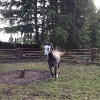 hirschsteinranch-waldsolmskraftsolms-o7qqh