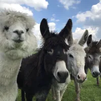 boerderijcamping-kreitsberg-zeeland-moqgc