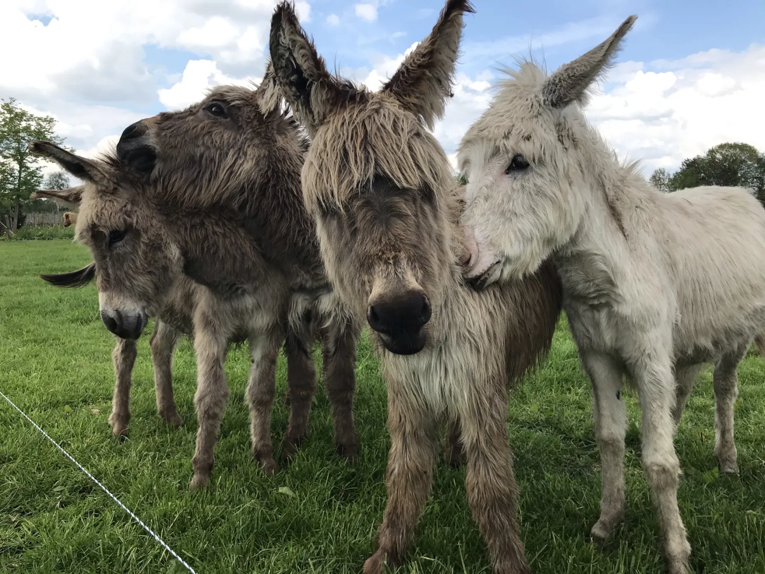 boerderijcamping-kreitsberg-zeeland-nwtdg