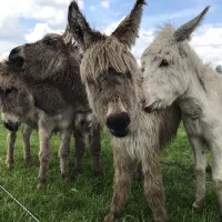 boerderijcamping-kreitsberg-zeeland-nwtdg
