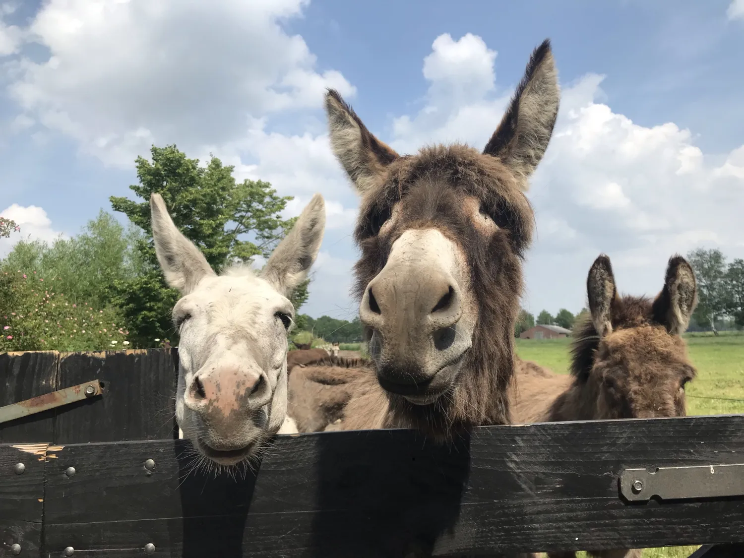 boerderijcamping-kreitsberg-zeeland-pcmpv