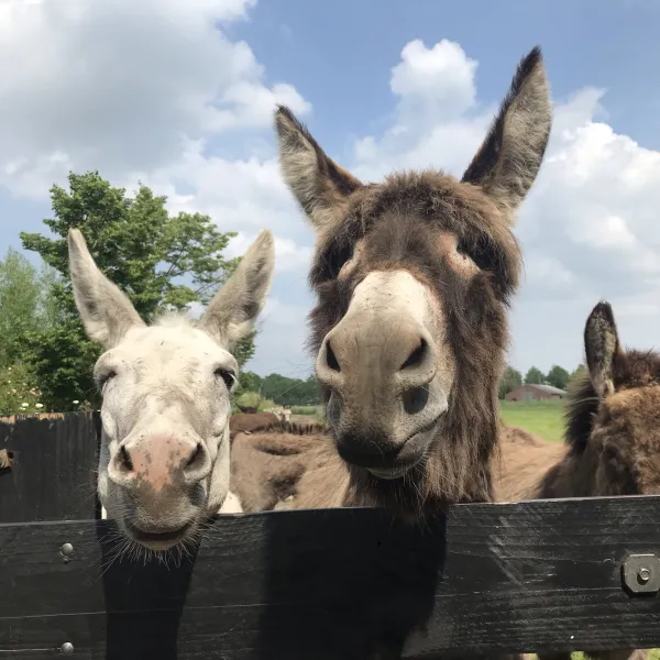 boerderijcamping-kreitsberg-zeeland-pcmpv