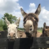 boerderijcamping-kreitsberg-zeeland-pcmpv