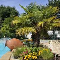 Camping En Chon Les Pins