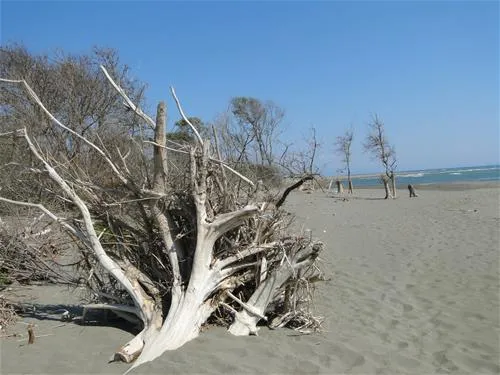 ada-bojana-ulcinj-9utpd