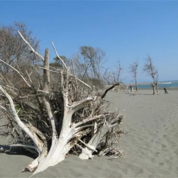 ada-bojana-ulcinj-9utpd