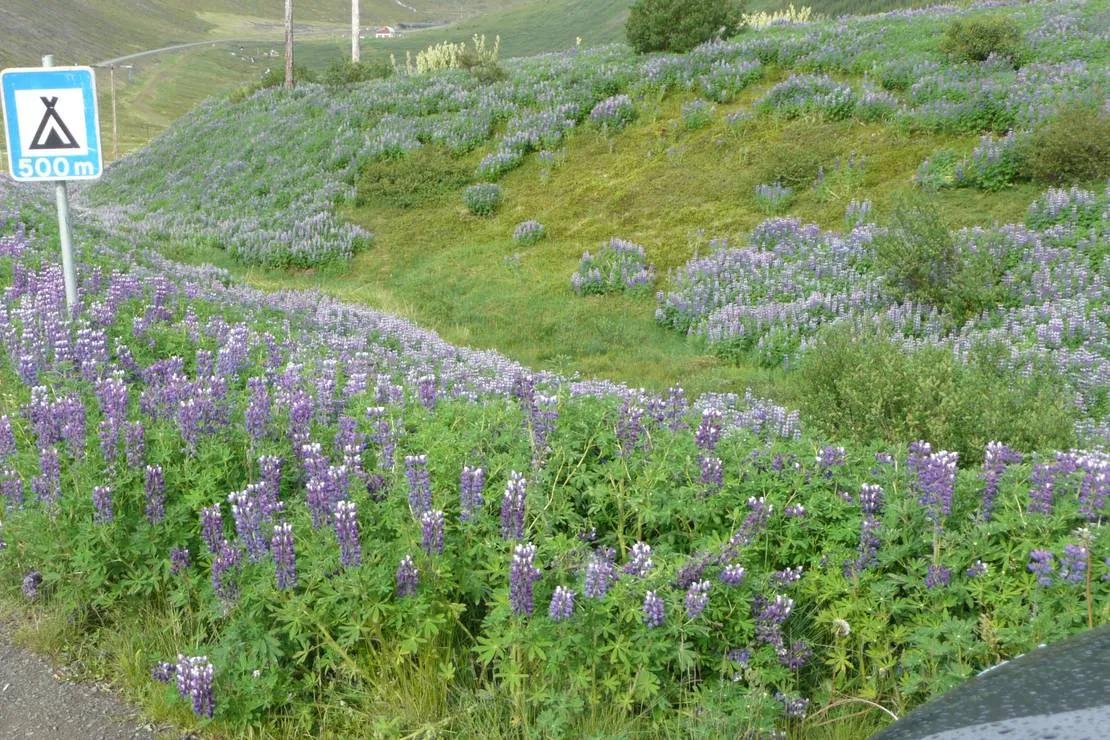 tjaldsvaedid-tungudal-isafjordur-wyejl