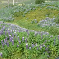 tjaldsvaedid-tungudal-isafjordur-wyejl