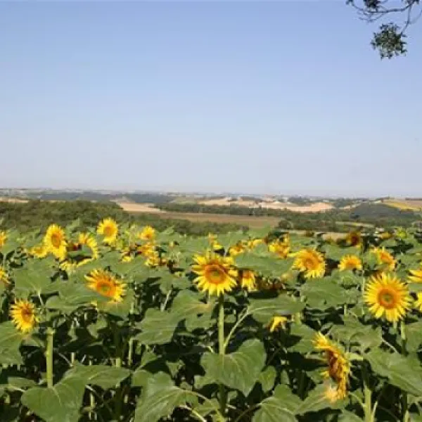 camping-domaine-saintlaurent-montferrand-zdqq2