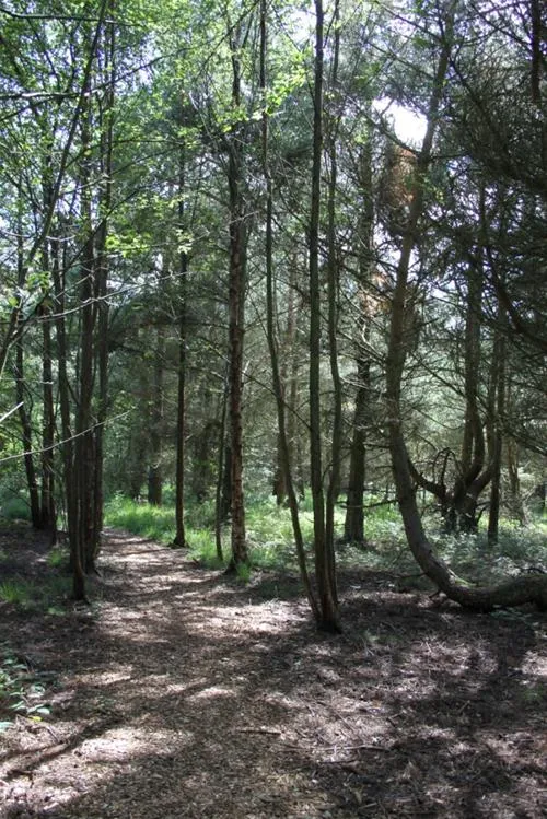 ladycross-plantation-caravan-park-whitby-lvahn