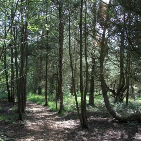 ladycross-plantation-caravan-park-whitby-lvahn