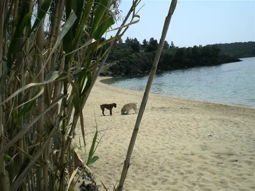 campsite-stavros-neos-marmaras-jy8ij