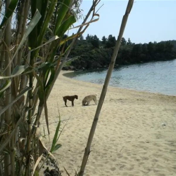 campsite-stavros-neos-marmaras-jy8ij