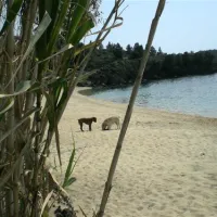 campsite-stavros-neos-marmaras-jy8ij