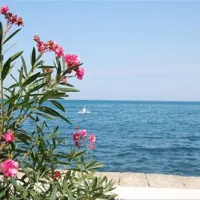 camping-jadranka-izola-3s5of