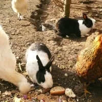 camping-janse-zoutelande-oukln
