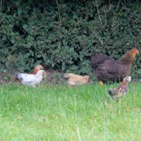 campingpark-kerstgenshof-sonsbecklabbeck-n1swc