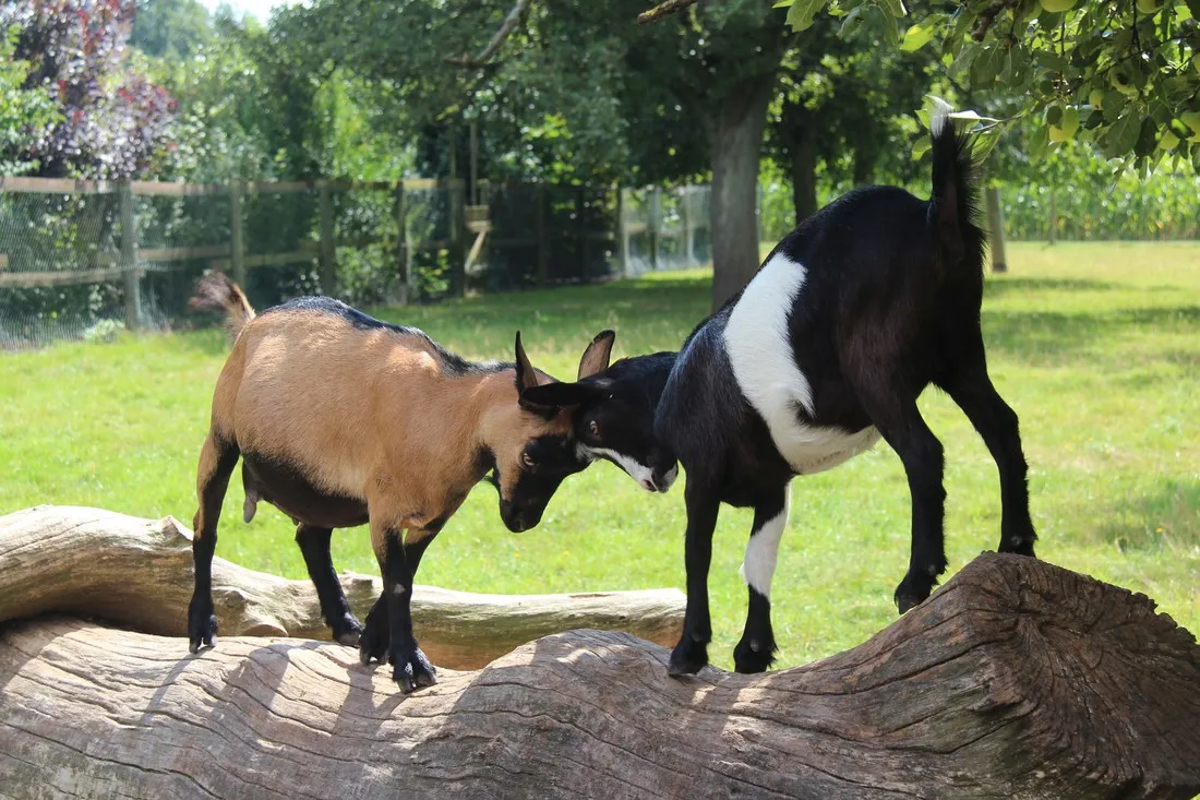 campingpark-kerstgenshof-sonsbecklabbeck-vm9he