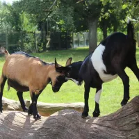 campingpark-kerstgenshof-sonsbecklabbeck-vm9he