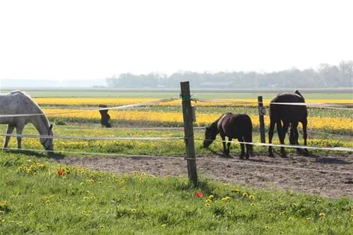 boerencamping-tlemsterhop-lemmer-vselu