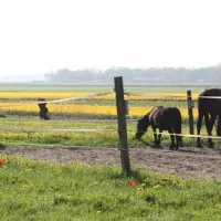 boerencamping-tlemsterhop-lemmer-vselu