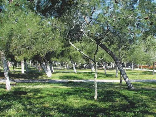 thalatta-kalamitsi-village-camp-kalamitsisithonia-cy77k