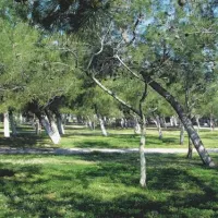 thalatta-kalamitsi-village-camp-kalamitsisithonia-cy77k