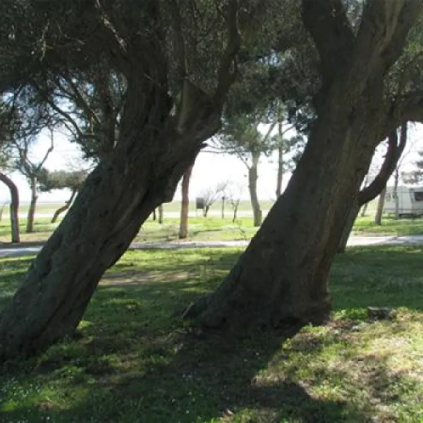 thalatta-kalamitsi-village-camp-kalamitsisithonia-lmzhe