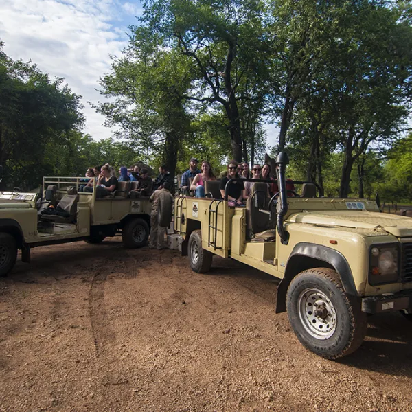 wildlife-camp-5zygd