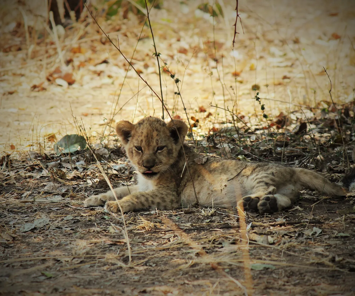 wildlife-camp-qgifk